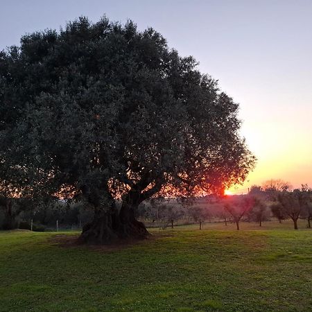 Agriturismo Il Vecchio Olivo カスタニェート・カルドゥッチ エクステリア 写真
