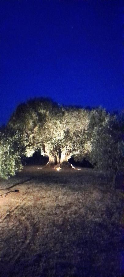 Agriturismo Il Vecchio Olivo カスタニェート・カルドゥッチ エクステリア 写真