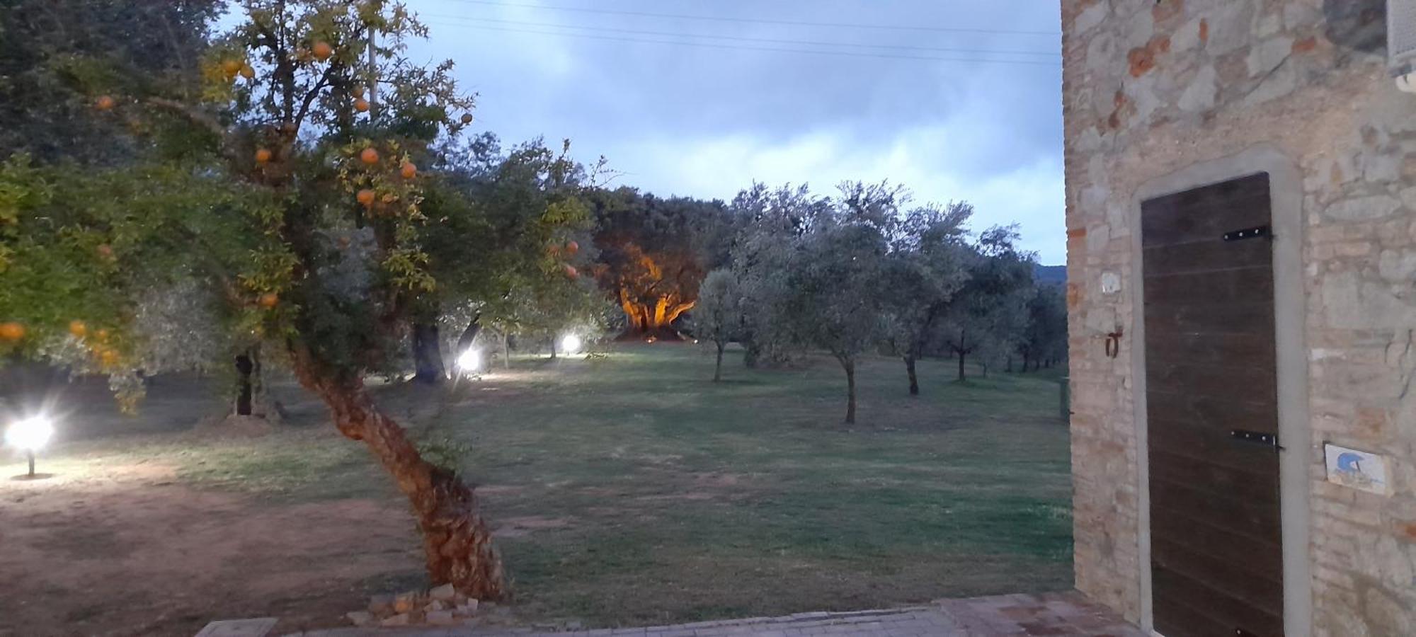 Agriturismo Il Vecchio Olivo カスタニェート・カルドゥッチ エクステリア 写真