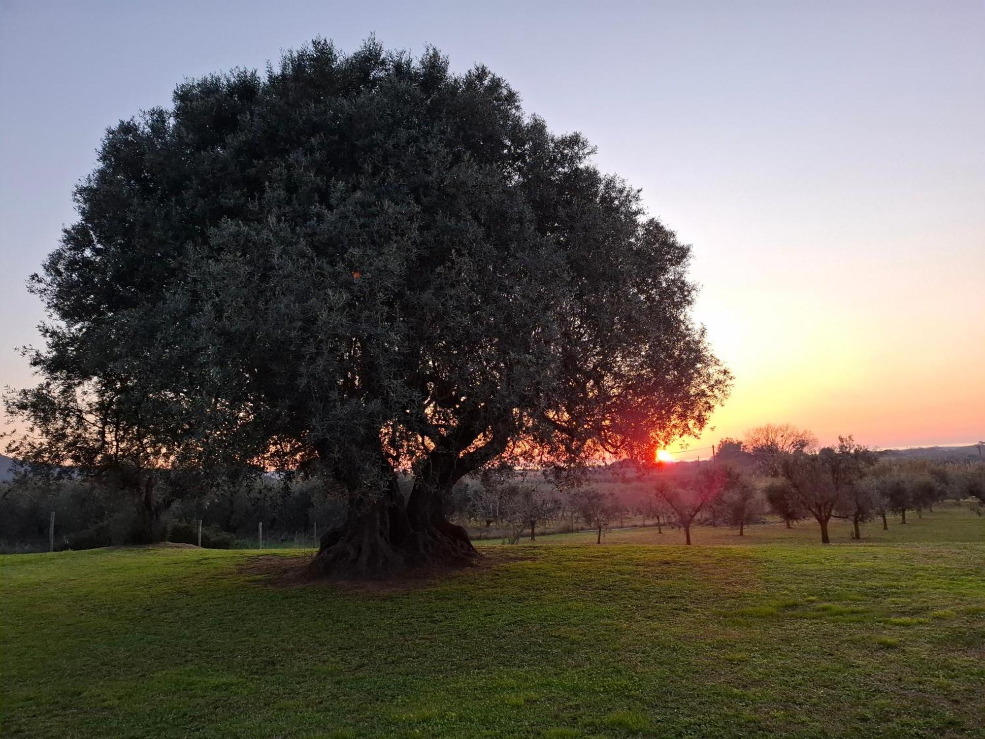 Agriturismo Il Vecchio Olivo カスタニェート・カルドゥッチ エクステリア 写真
